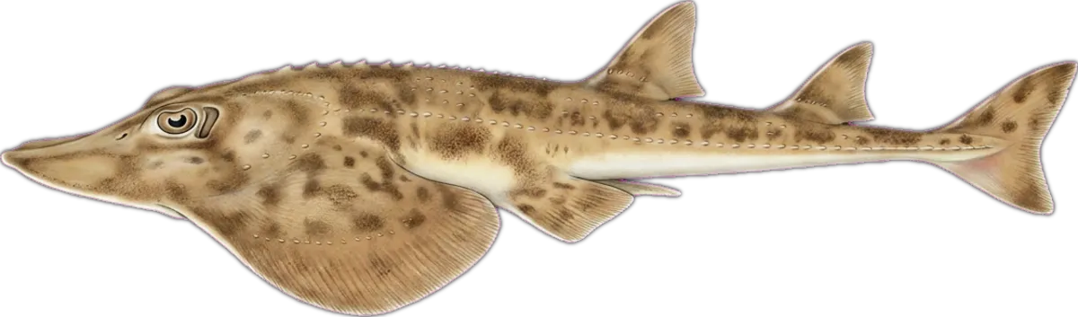 Western Shovelnose Ray illustration