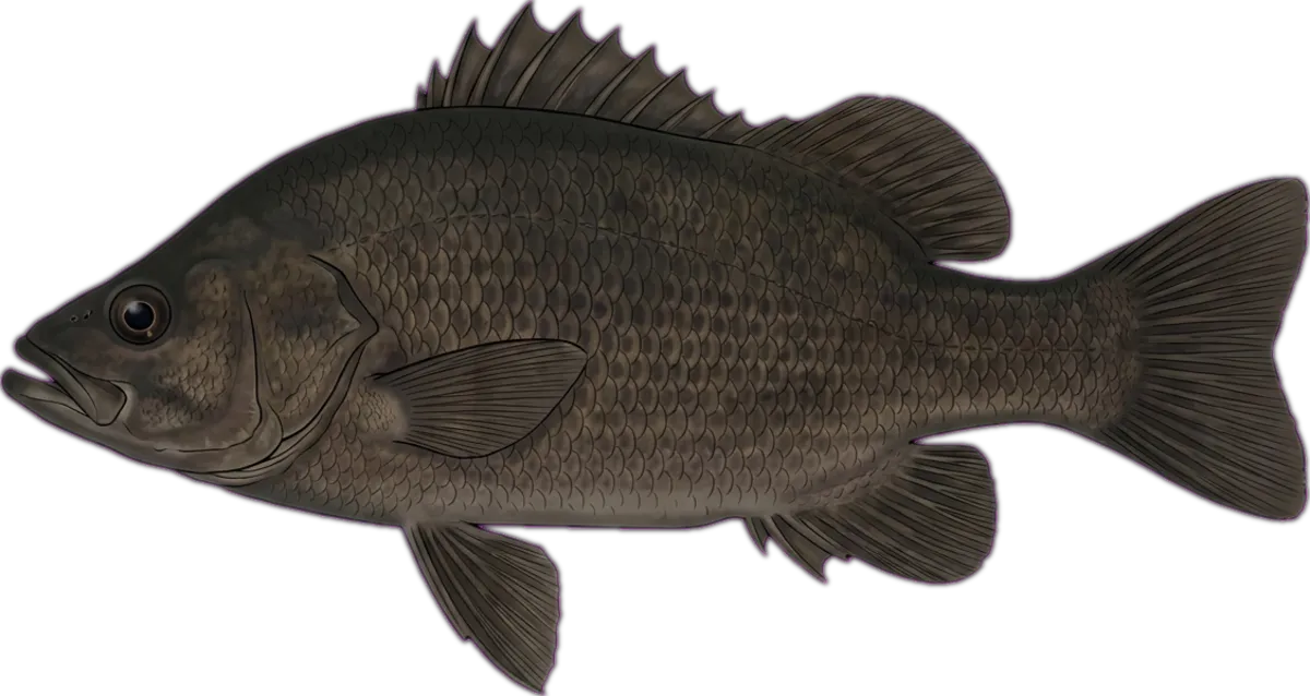 Western Sooty Grunter illustration