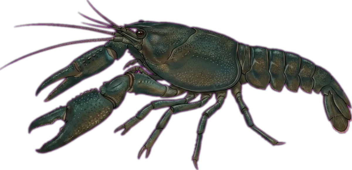 Western Swamp Crayfish illustration