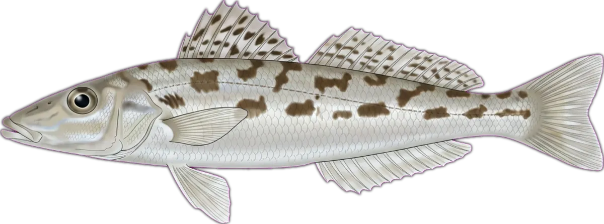 Western Trumpeter Whiting illustration