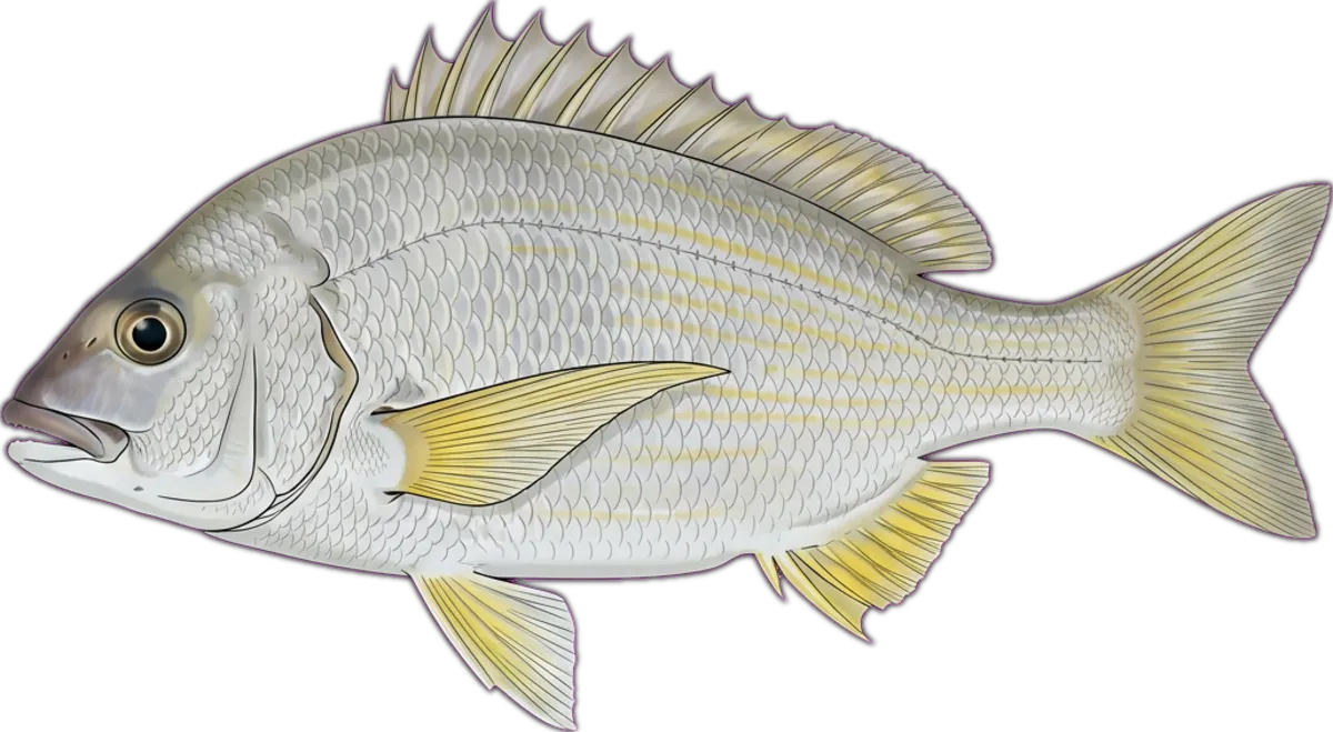 Western Yellowfin Bream illustration