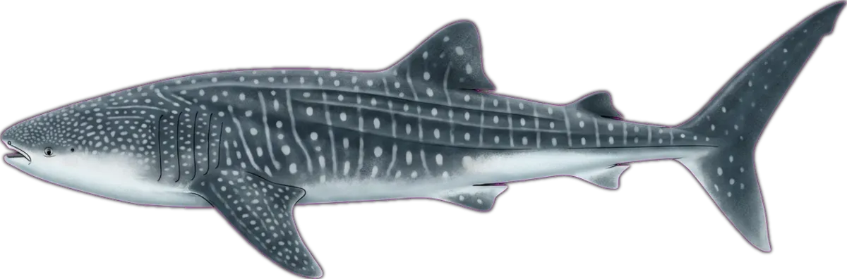 Whale Shark illustration