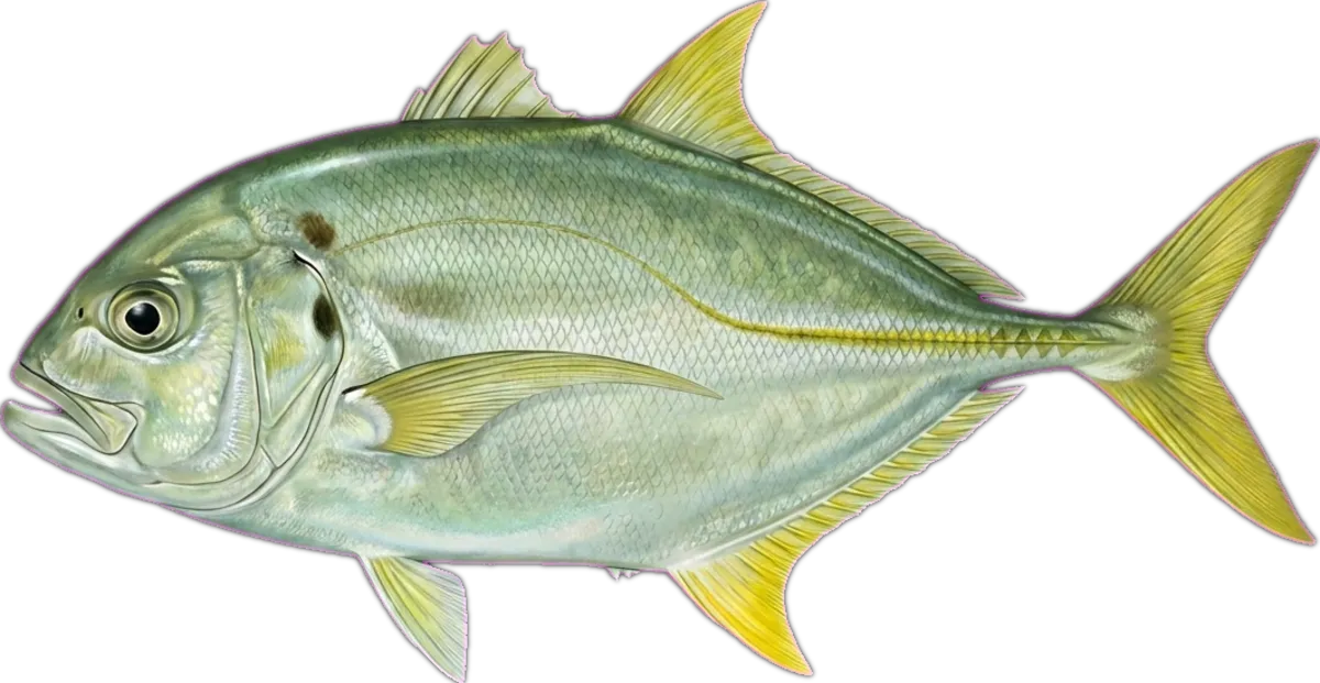 White Trevally illustration