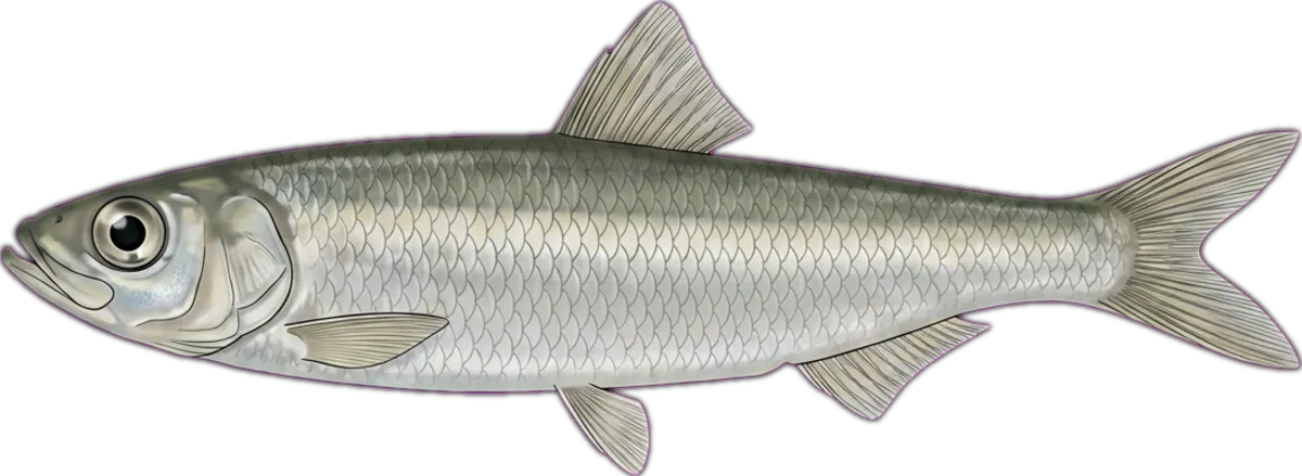 Whitebait illustration