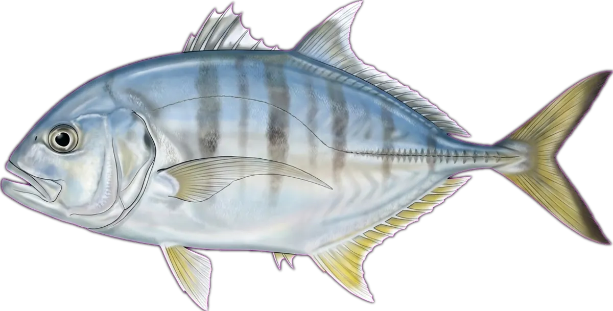 Whitefin Trevally illustration