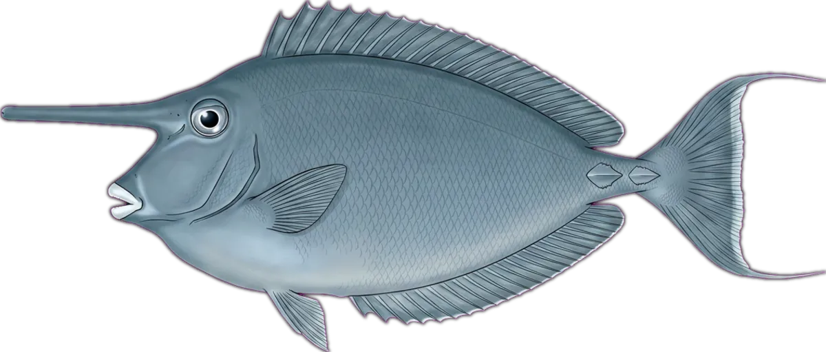 Whitemargin Unicornfish illustration