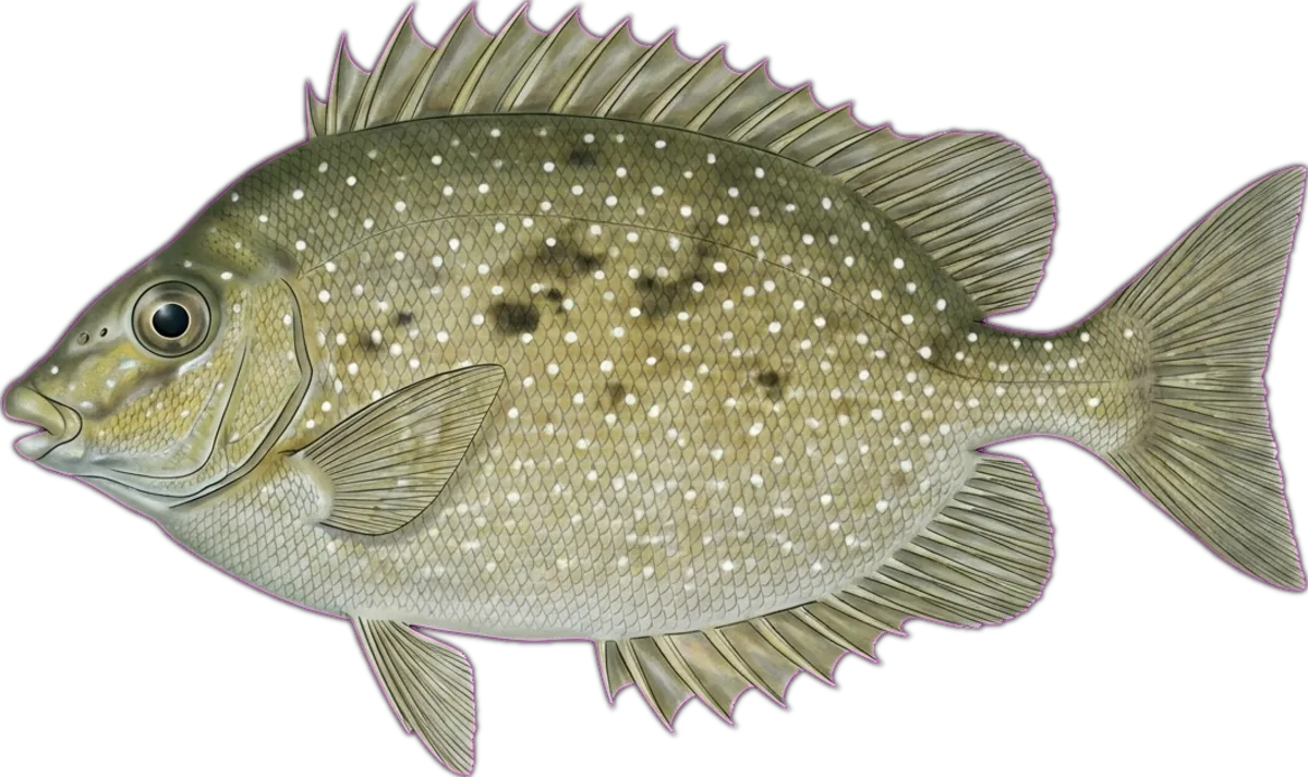 Whitespotted Rabbitfish illustration