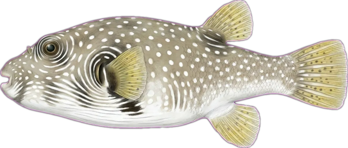 Whitespotted Toadfish illustration