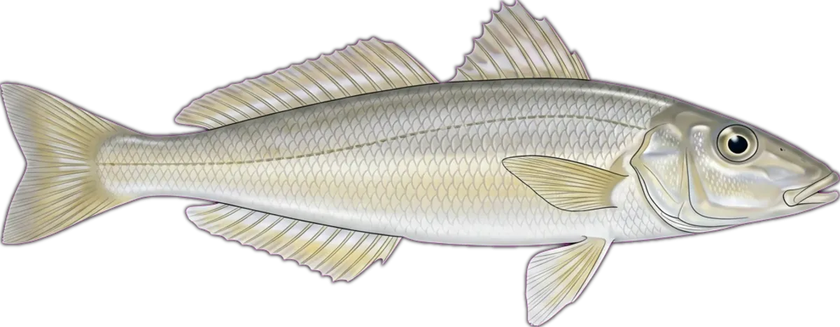 Sand Whiting illustration