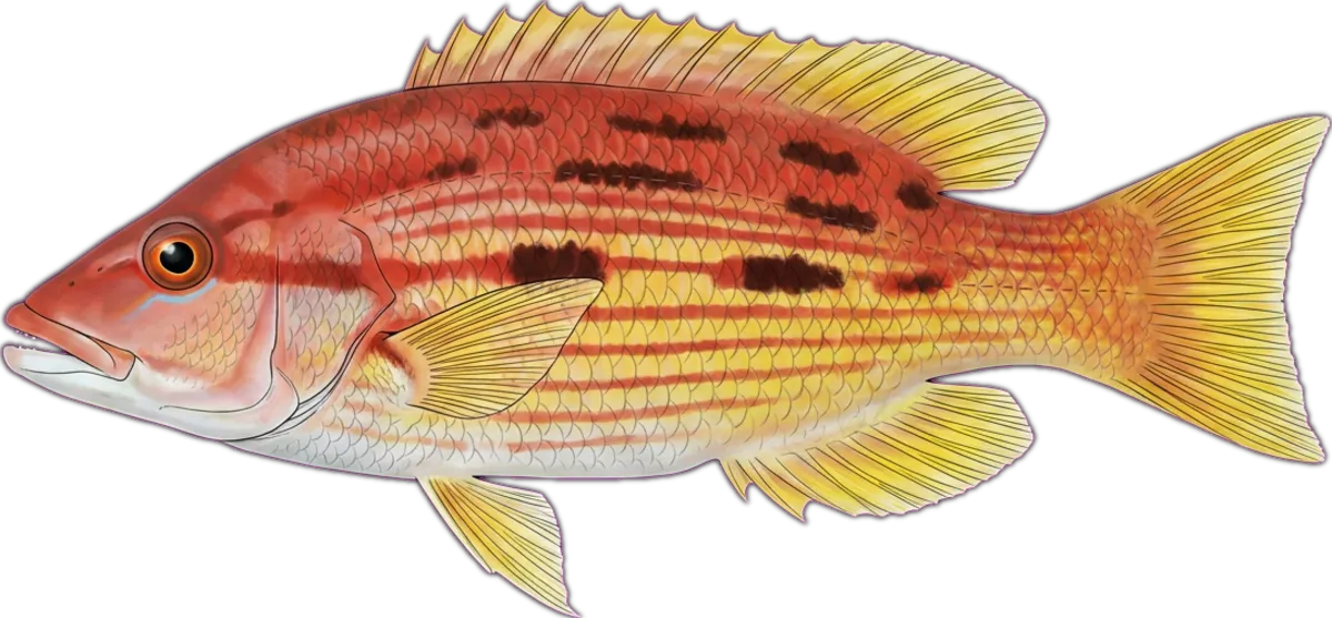 Black-spot Pigfish illustration