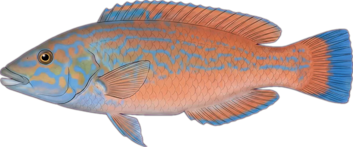 Wrasse illustration