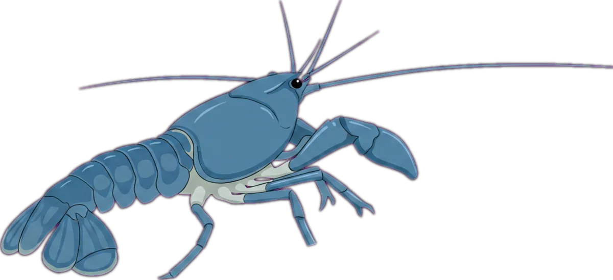 Common Yabby illustration