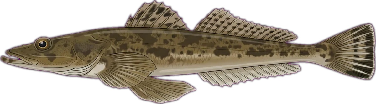 Yank Flathead illustration
