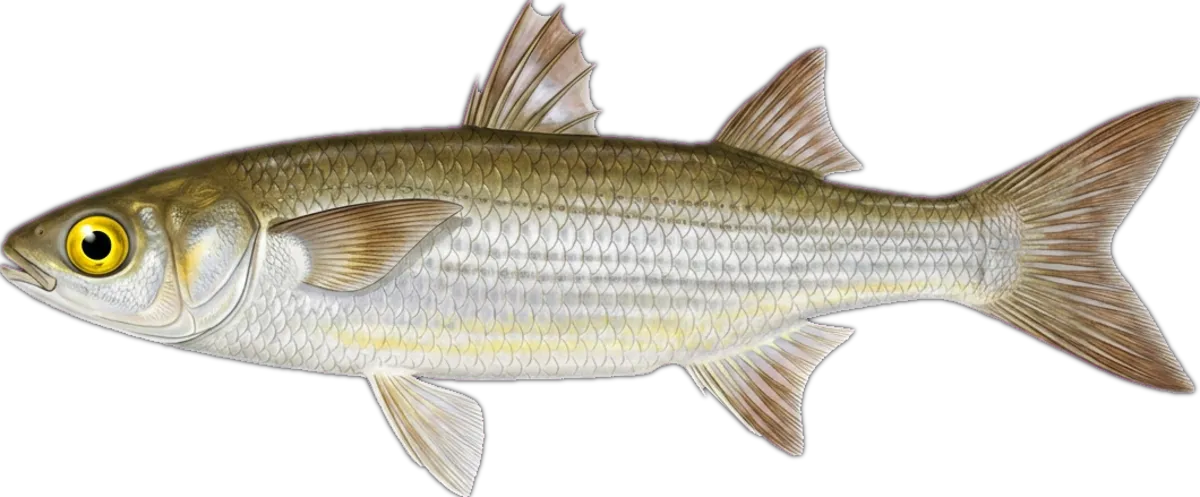 Yellow-eye Mullet illustration