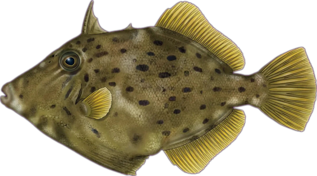 Yellow-finned Leatherjacket illustration