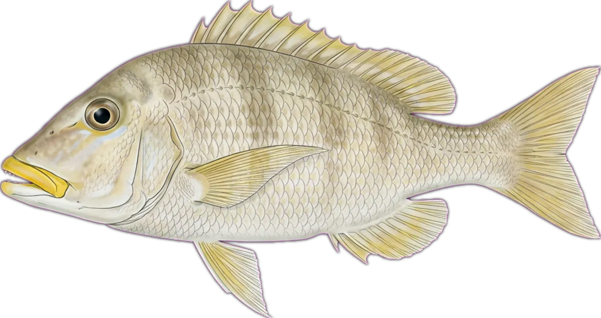 Yellow-lipped Emperor illustration