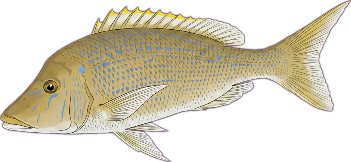 Yellow-spot Emperor illustration