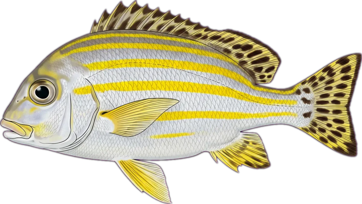 Yellow Sweetlip illustration
