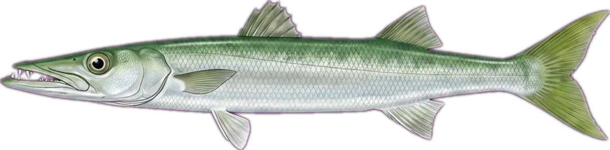 Snook (saltwater) illustration