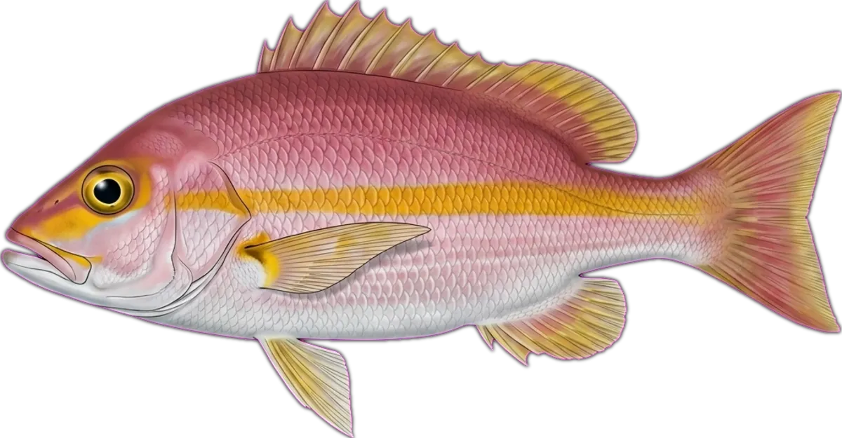 Yellowbanded Snapper illustration