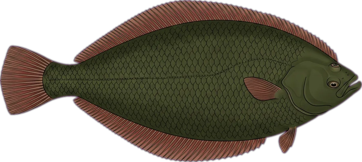 Yellowbelly Flounder illustration