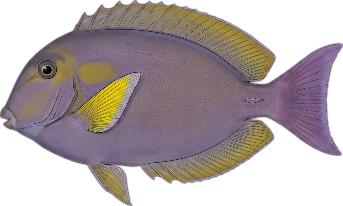 Yellowfin Surgeonfish illustration