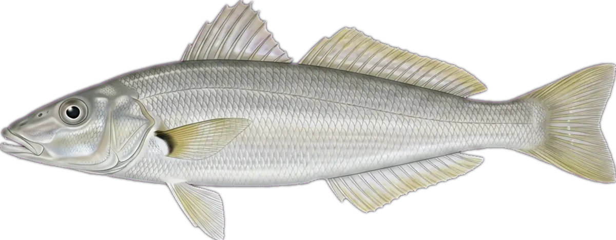 Yellowfin Whiting illustration