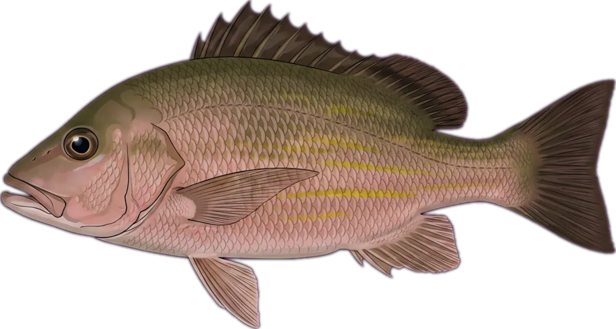 Yellowstreaked Snapper illustration