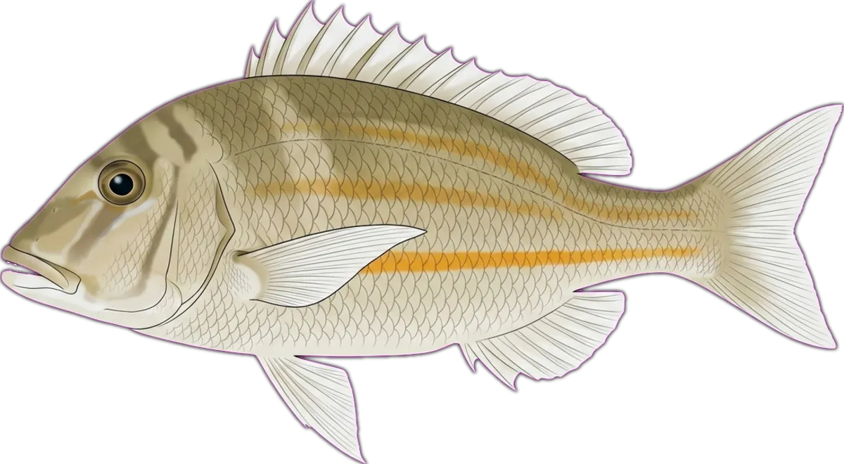 Yellowstripe Emperor illustration