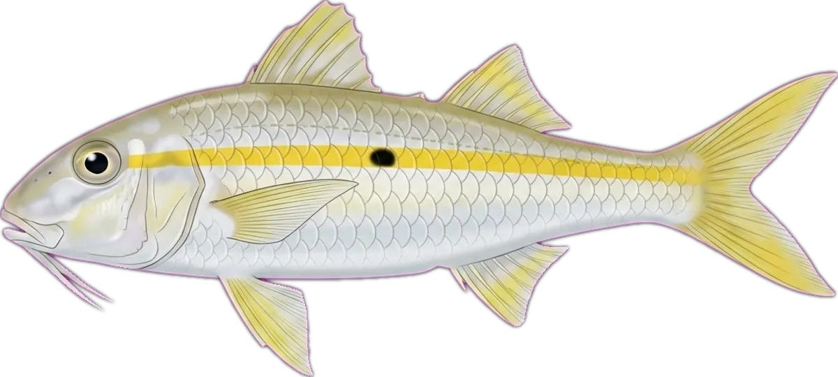 Yellowstripe Goatfish illustration