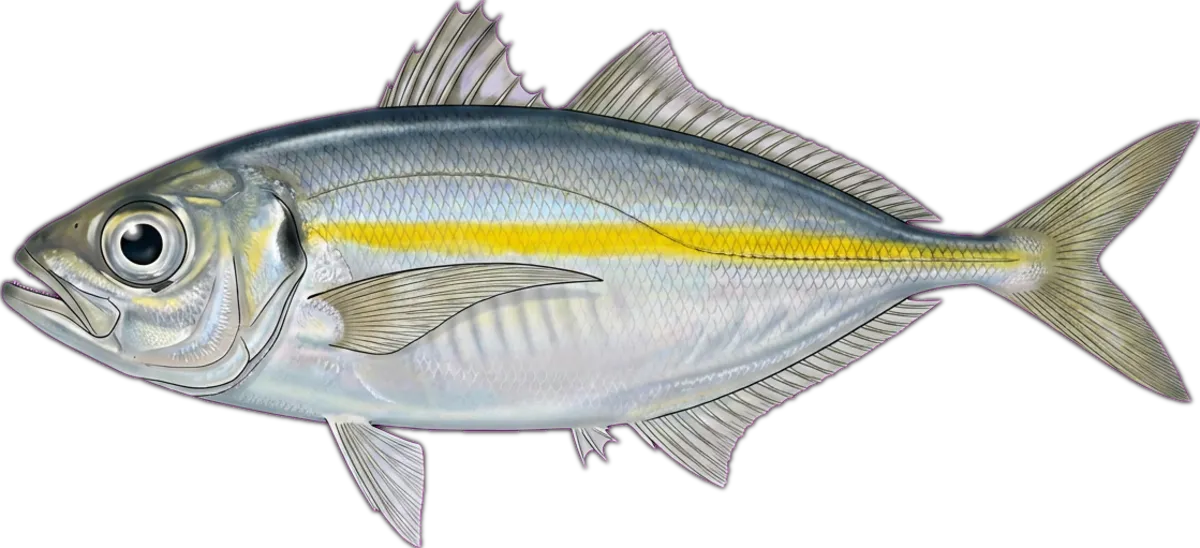Yellowstripe Scad illustration