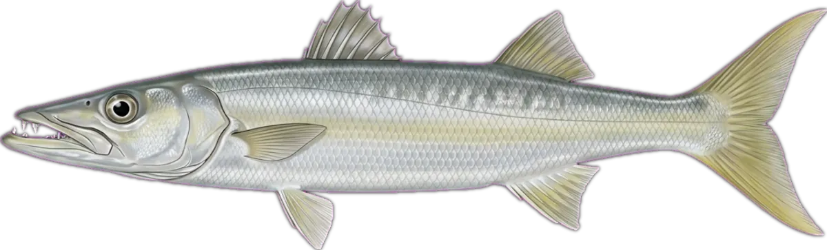 Yellowtail Barracuda illustration