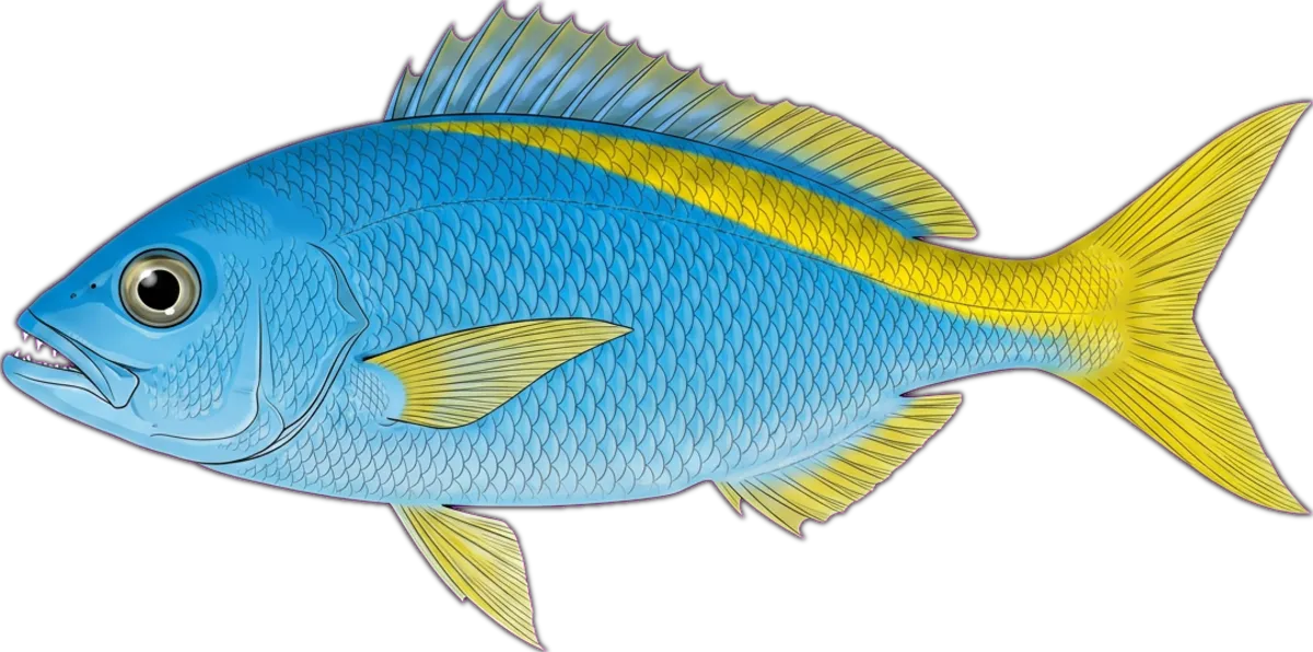 Yellowtail Blue Snapper illustration