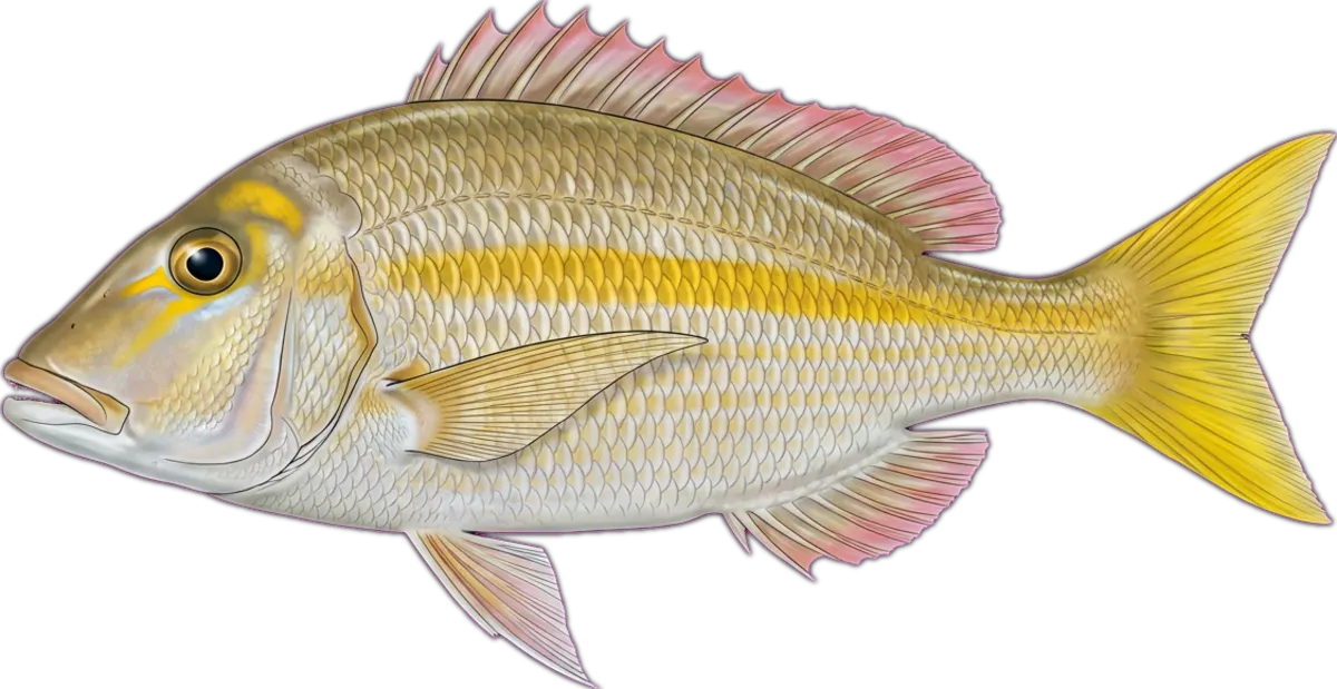 Yellowtail Emperor illustration