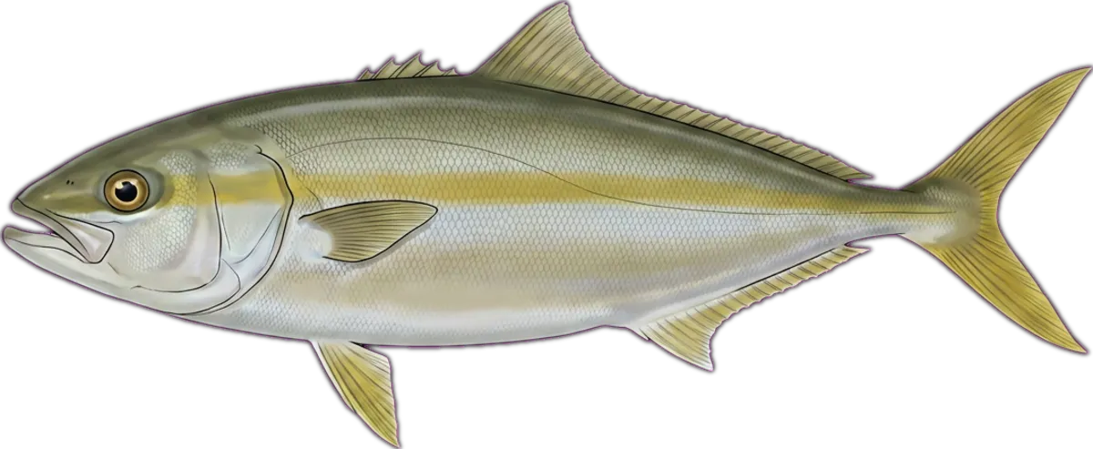 Yellowtail Kingfish illustration