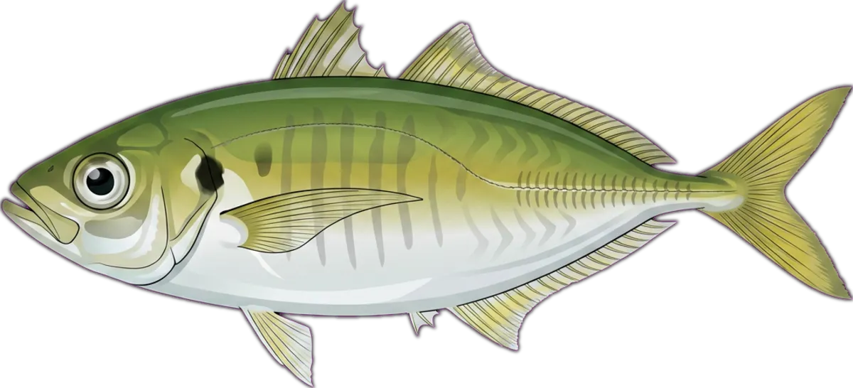 Yellowtail Scad illustration