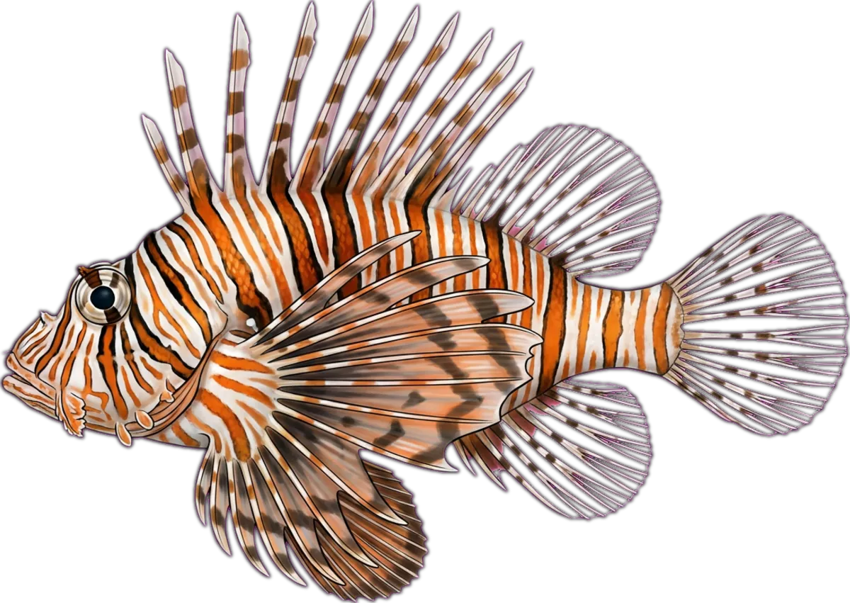 Zebra Lionfish illustration
