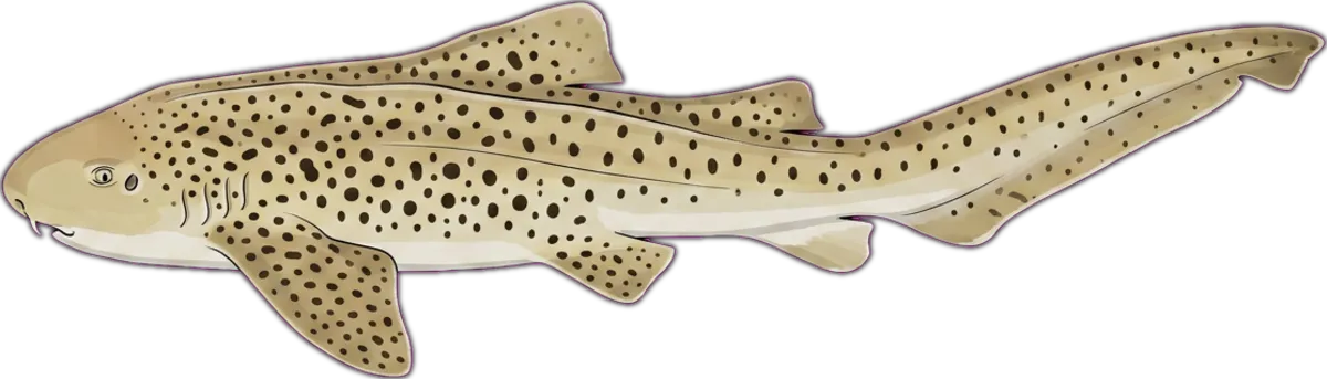Zebra Shark illustration